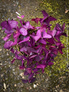 Oxalis triangularis, Purple Shamrock, False Shamrock, Sauerklee, Glücksklee, kyslicka, organically grown plants for sale at TOMs FLOWer CLUB.