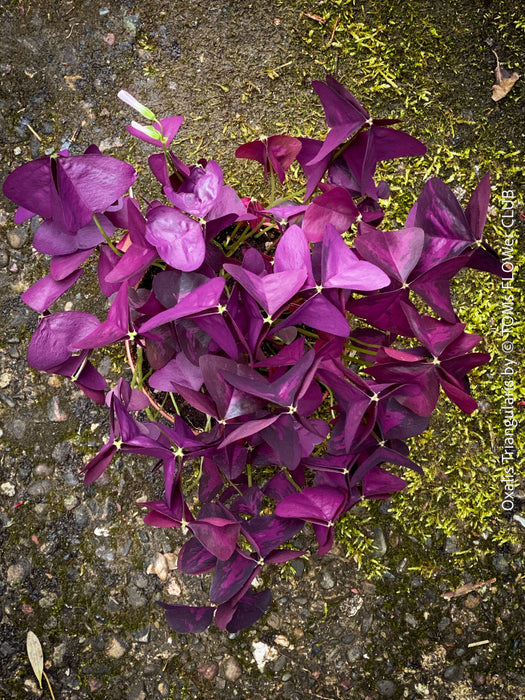 Oxalis triangularis, Purple Shamrock, False Shamrock, Sauerklee, Glücksklee, kyslicka, organically grown plants for sale at TOMs FLOWer CLUB.