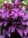 Oxalis triangularis, Sauerklee, Glücksklee, kyslicka, organically grown plants for sale at TOMs FLOWer CLUB.