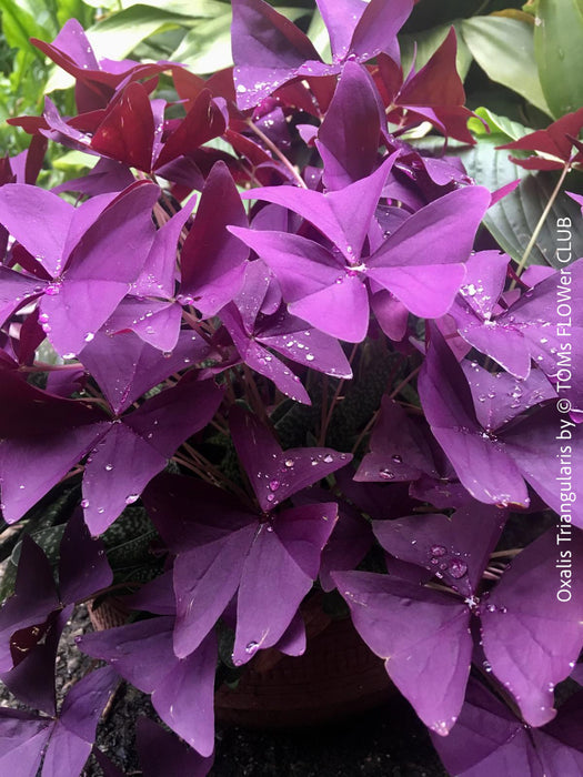 Oxalis triangularis, Sauerklee, Glücksklee, kyslicka, organically grown plants for sale at TOMs FLOWer CLUB.