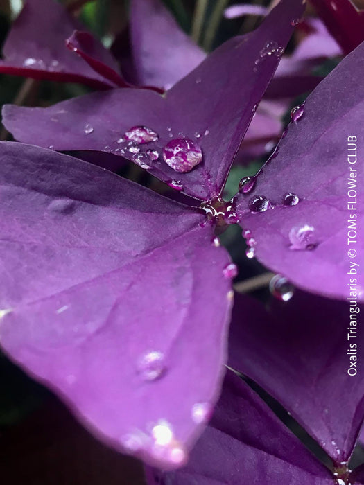 Oxalis triangularis, Sauerklee, Glücksklee, kyslicka, organically grown plants for sale at TOMs FLOWer CLUB.