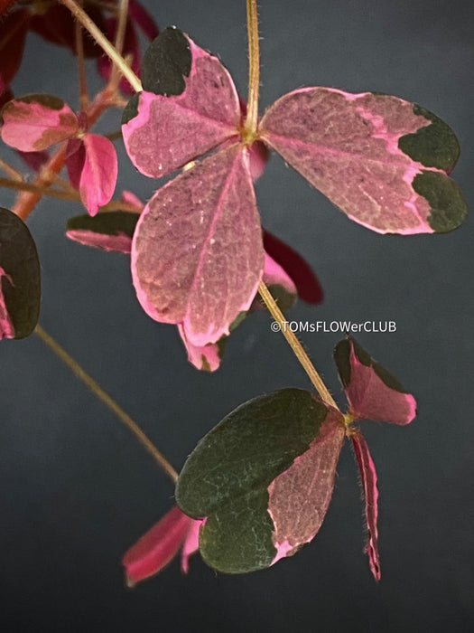 Oxalis Spiralis Vulcanicola Plum Crazy, Variegated Volcanic Sorrel, lucky clover, shamrock, organically grown plants for sale at TOMs FLOWer CLUB.