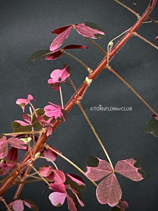 Oxalis Spiralis Vulcanicola Plum Crazy, Variegated Volcanic Sorrel, lucky clover, shamrock, organically grown plants for sale at TOMs FLOWer CLUB.