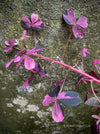 Oxalis Spiralis Vulcanicola Plum Crazy, Variegated Volcanic Sorrel, lucky clover, shamrock, organically grown plants for sale at TOMs FLOWer CLUB.