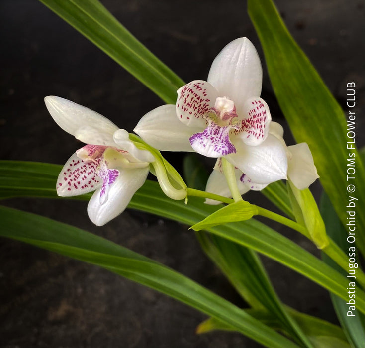 Pabstia Jugosa, white flowering fragrant orchid, organically grown tropical plants for sale at TOMs FLOWer CLUB