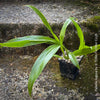 Pabstia Jugosa, white flowering fragrant orchid, organically grown tropical plants for sale at TOMs FLOWer CLUB