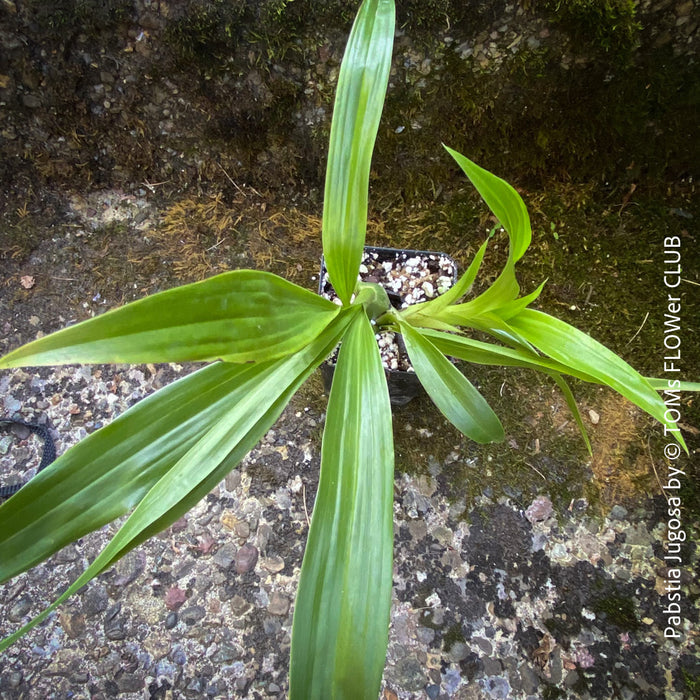 Pabstia Jugosa, white flowering fragrant orchid, organically grown tropical plants for sale at TOMs FLOWer CLUB