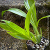 Pabstia Jugosa, white flowering fragrant orchid, organically grown tropical plants for sale at TOMs FLOWer CLUB