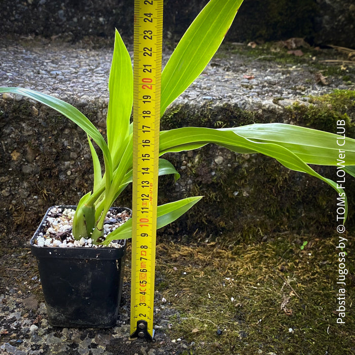 Pabstia Jugosa, white flowering fragrant orchid, organically grown tropical plants for sale at TOMs FLOWer CLUB