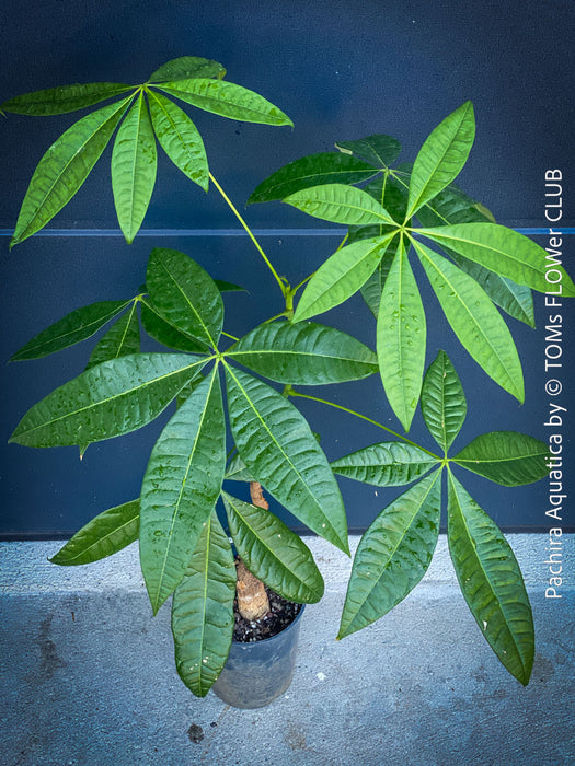 Carica Papaya, organically grown tropical fruit plants for sale at TOMs FLOWer CLUB