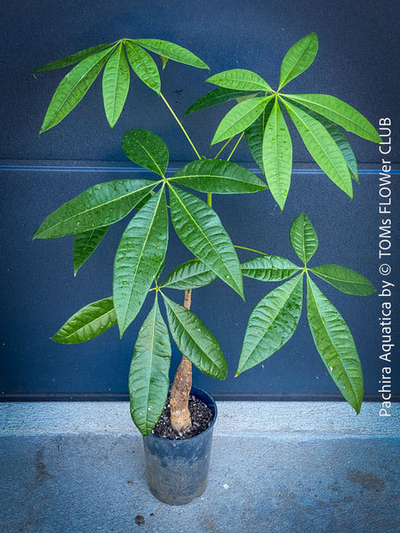 Pachira Aquatica, Glückskastanie und Wasserkastanie, organically grown tropical South African plants for sale at TOMs FLOWer CLUB