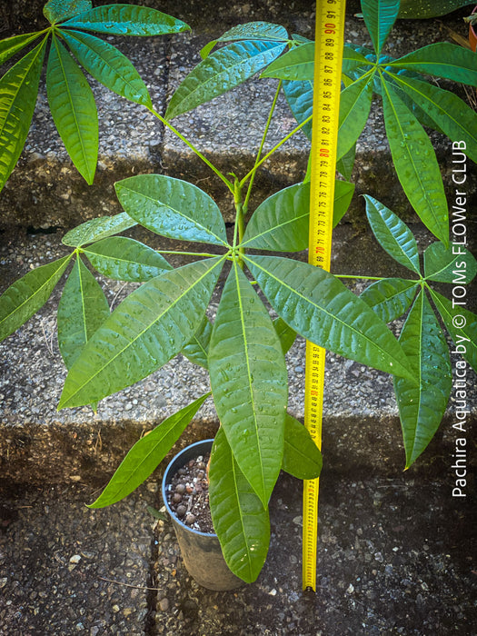 Pachira Aquatica, Glückskastanie und Wasserkastanie, organically grown tropical South African plants for sale at TOMs FLOWer CLUB