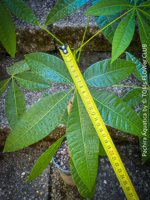 Pachira Aquatica, Glückskastanie und Wasserkastanie, organically grown tropical South African plants for sale at TOMs FLOWer CLUB