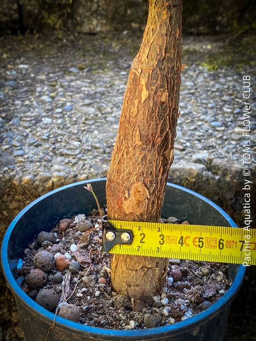 Pachira Aquatica, Glückskastanie und Wasserkastanie, organically grown tropical South African plants for sale at TOMs FLOWer CLUB