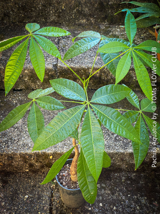 Pachira Aquatica, Glückskastanie und Wasserkastanie, organically grown tropical South African plants for sale at TOMs FLOWer CLUB