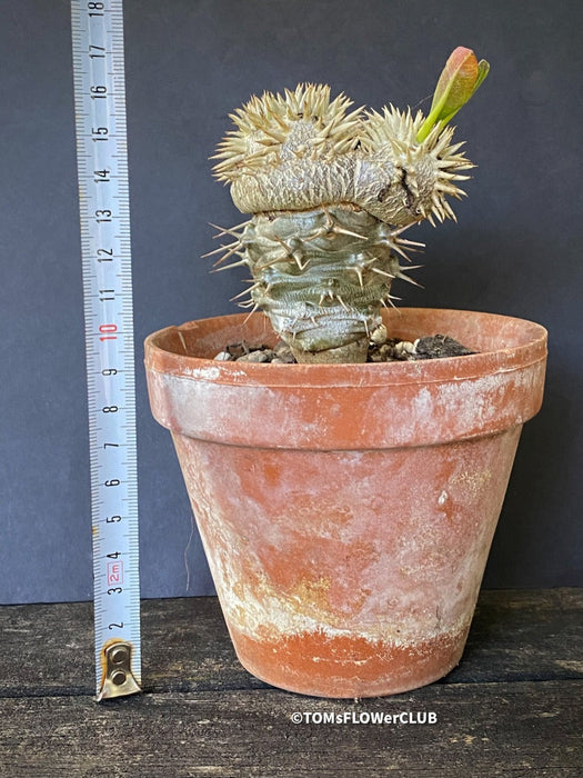 Pachypodium brevicaule grafted onto Pachypodium lamerei, organically grown succulent plants for sale at TOMs FLOWer CLUB.