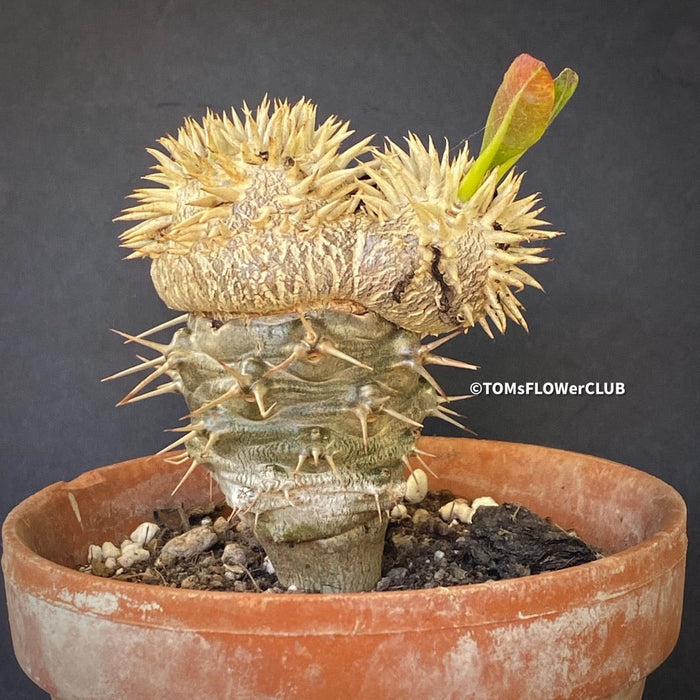 Pachypodium brevicaule grafted onto Pachypodium lamerei, organically grown succulent plants for sale at TOMs FLOWer CLUB.