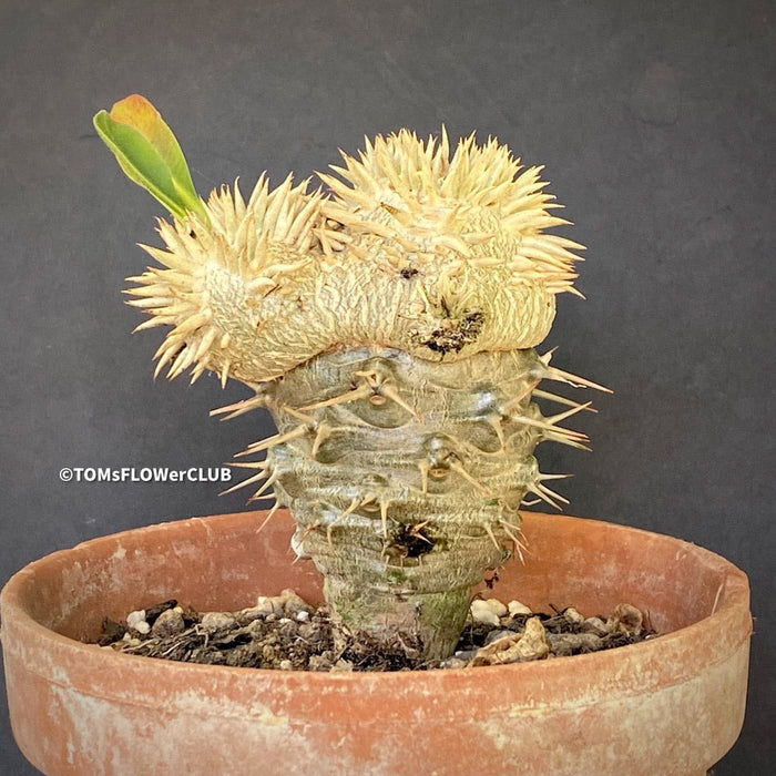 Pachypodium brevicaule grafted onto Pachypodium lamerei, organically grown succulent plants for sale at TOMs FLOWer CLUB.