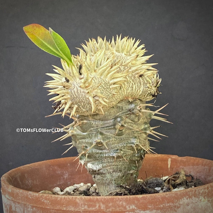 Pachypodium brevicaule grafted onto Pachypodium lamerei, organically grown succulent plants for sale at TOMs FLOWer CLUB.