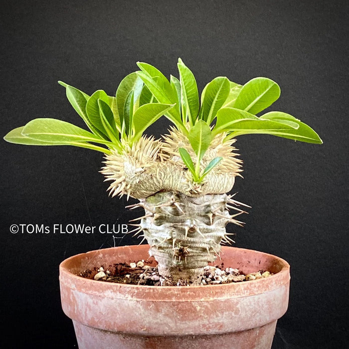 Pachypodium brevicaule grafted onto Pachypodium lamerei, organically grown succulent plants for sale at TOMs FLOWer CLUB.