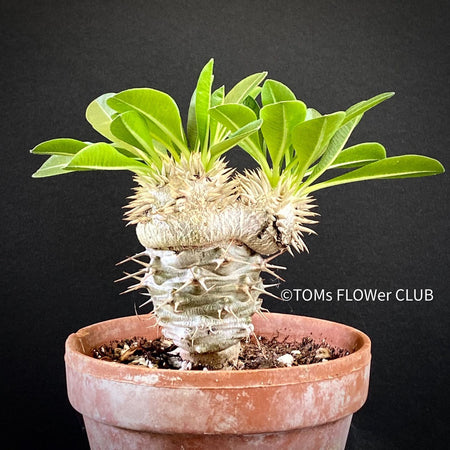 Pachypodium brevicaule grafted onto Pachypodium lamerei, organically grown succulent plants for sale at TOMs FLOWer CLUB.