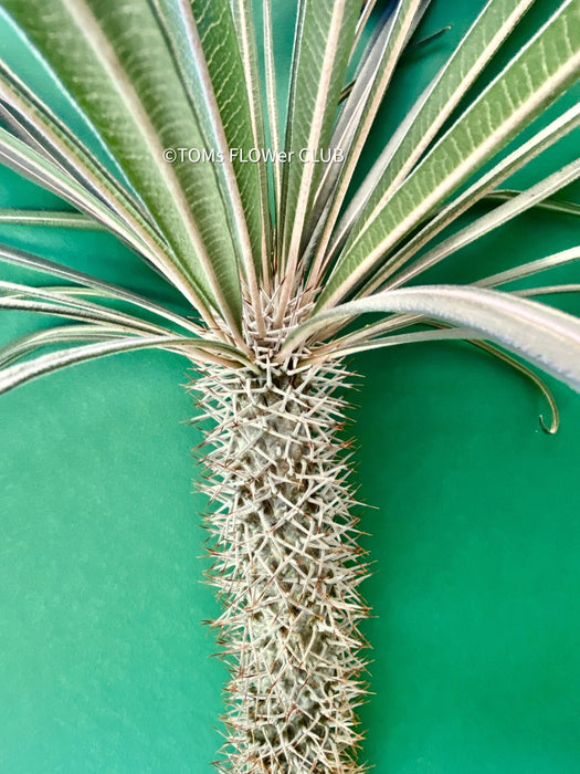 Pachypodium geayi, organically grown succulent plants for sale at TOMs FLOWer CLUB.