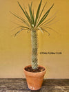 Pachypodium geayi, organically grown succulent plants for sale at TOMs FLOWer CLUB.