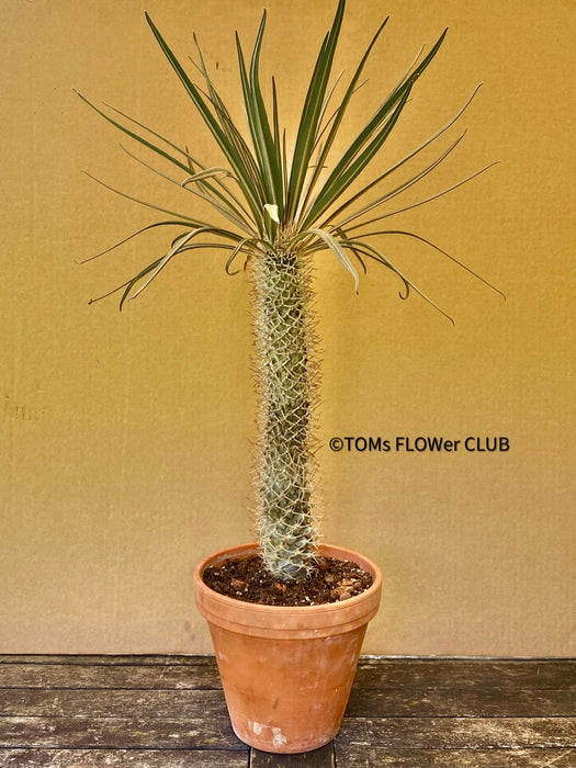 Pachypodium geayi, organically grown succulent plants for sale at TOMs FLOWer CLUB.