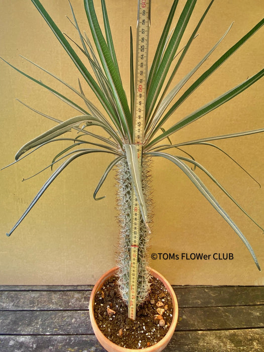 Pachypodium geayi, organically grown succulent plants for sale at TOMs FLOWer CLUB.