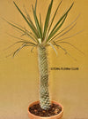 Pachypodium geayi, organically grown succulent plants for sale at TOMs FLOWer CLUB.