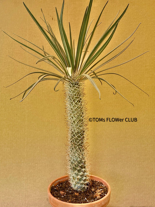 Pachypodium geayi, organically grown succulent plants for sale at TOMs FLOWer CLUB.