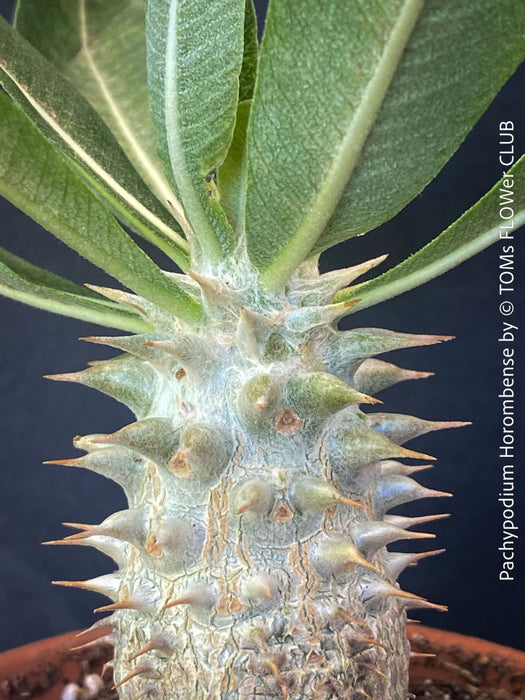 Detail of healthy Pachypodium horombense with sculptural caudex growing in a mineral substrate at TOMs FLOWer CLUB.