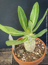 Collector-quality Pachypodium horombense cultivated organically with a strong root system and natural growth.
