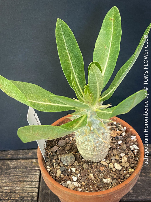 Collector-quality Pachypodium horombense cultivated organically with a strong root system and natural growth.
