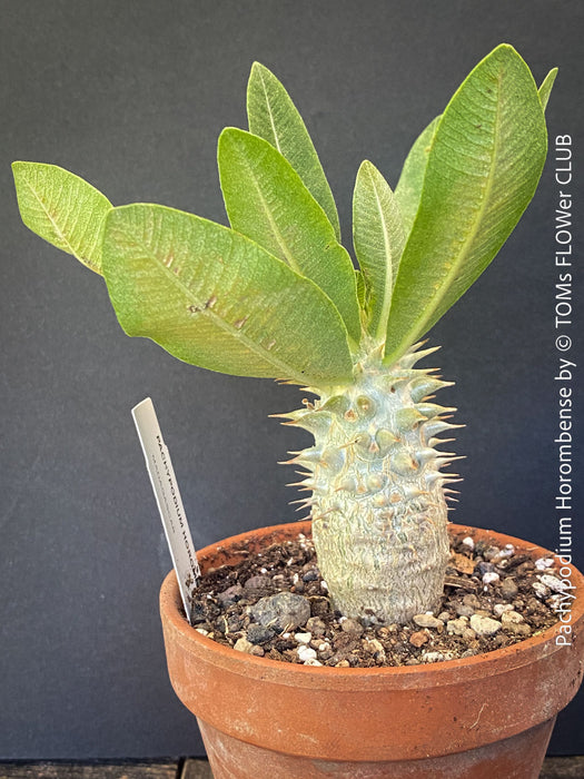 Pachypodium Horombense