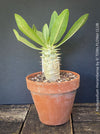 Healthy Pachypodium horombense with sculptural caudex growing in a mineral substrate at TOMs FLOWer CLUB.