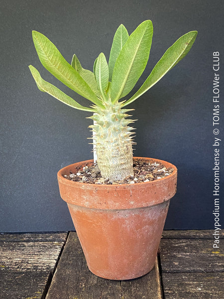 Healthy Pachypodium horombense with sculptural caudex growing in a mineral substrate at TOMs FLOWer CLUB.