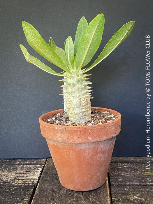 Healthy Pachypodium horombense with sculptural caudex growing in a mineral substrate at TOMs FLOWer CLUB.