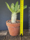 Collector-quality Pachypodium horombense cultivated organically with a strong root system and natural growth.