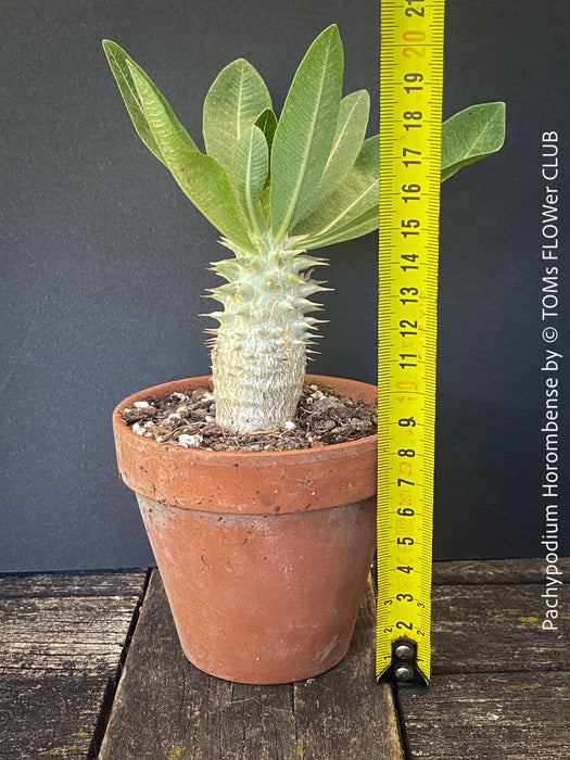 Collector-quality Pachypodium horombense cultivated organically with a strong root system and natural growth.