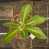 Rare Pachypodium horombense from Madagascar showing its swollen water-storing trunk and compact branching habit.