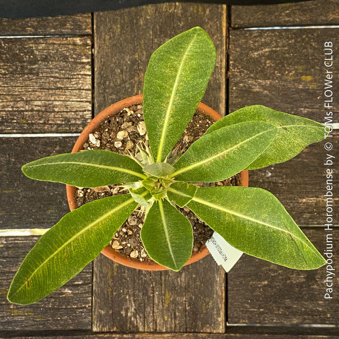 Rare Pachypodium horombense from Madagascar showing its swollen water-storing trunk and compact branching habit.