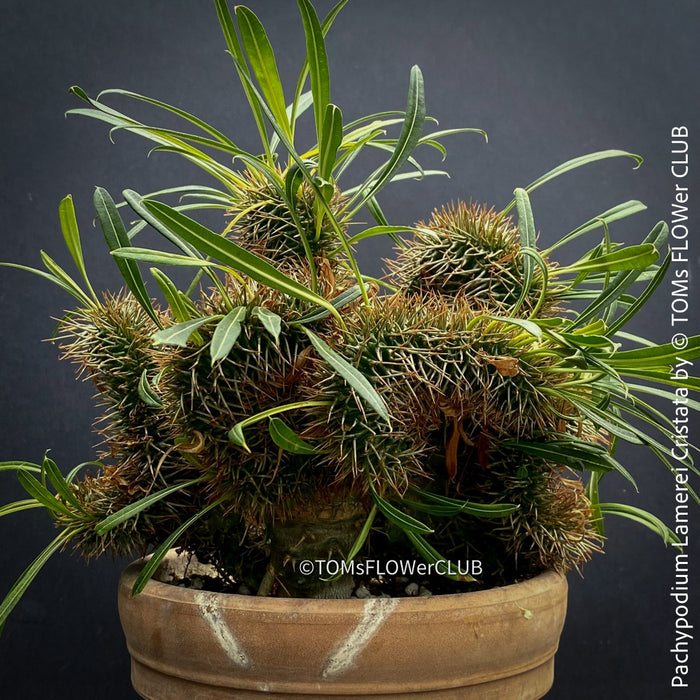 Pachypodium lamerei cristata, Sukkulent, Succulents, plant care, organically grown Madagaskar succulent plants for sale at TOMs FLOWer CLUB, Madagaskar plants, Pflanzen aus Madagaskar. 