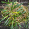 Pachypodium lamerei cristata, Sukkulent, Succulents, plant care, organically grown Madagaskar succulent plants for sale at TOMs FLOWer CLUB, Madagaskar plants, Pflanzen aus Madagaskar. 