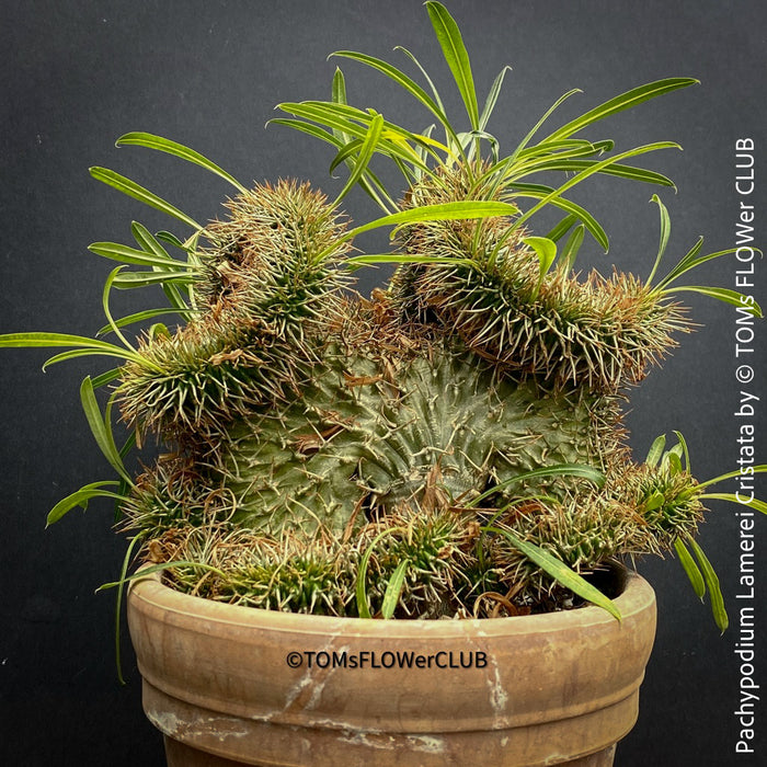 Pachypodium lamerei cristata, Sukkulent, Succulents, plant care, organically grown Madagaskar succulent plants for sale at TOMs FLOWer CLUB, Madagaskar plants, Pflanzen aus Madagaskar. 