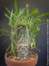 Pachypodium lamerei cristata, Sukkulent, Succulents, plant care, organically grown Madagaskar succulent plants for sale at TOMs FLOWer CLUB, Madagaskar plants, Pflanzen aus Madagaskar. 