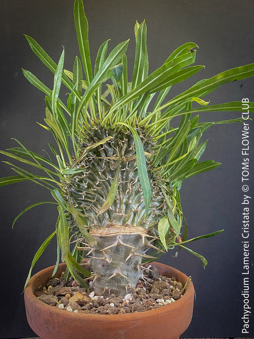 Pachypodium lamerei cristata, Sukkulent, Succulents, plant care, organically grown Madagaskar succulent plants for sale at TOMs FLOWer CLUB, Madagaskar plants, Pflanzen aus Madagaskar. 