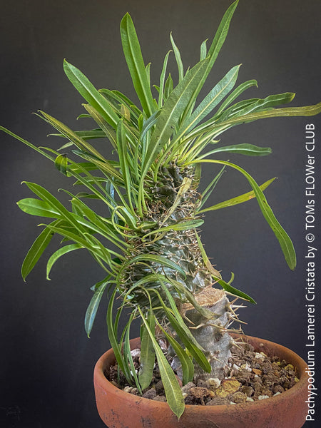 Pachypodium lamerei cristata, Sukkulent, Succulents, plant care, organically grown Madagaskar succulent plants for sale at TOMs FLOWer CLUB, Madagaskar plants, Pflanzen aus Madagaskar. 