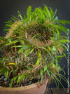 Pachypodium lamerei cristata, Sukkulent, Succulents, plant care, organically grown Madagaskar succulent plants for sale at TOMs FLOWer CLUB, Madagaskar plants, Pflanzen aus Madagaskar. 