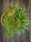 Pachypodium lamerei cristata, Sukkulent, Succulents, plant care, organically grown Madagaskar succulent plants for sale at TOMs FLOWer CLUB, Madagaskar plants, Pflanzen aus Madagaskar. 